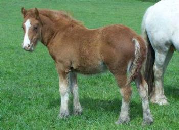 Click for larger image